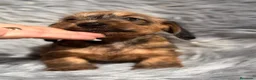 Teckel Miniatura perros en venta: TECKEL HOJA SECA PAPÁS KANINCHEN - Anuncio 1