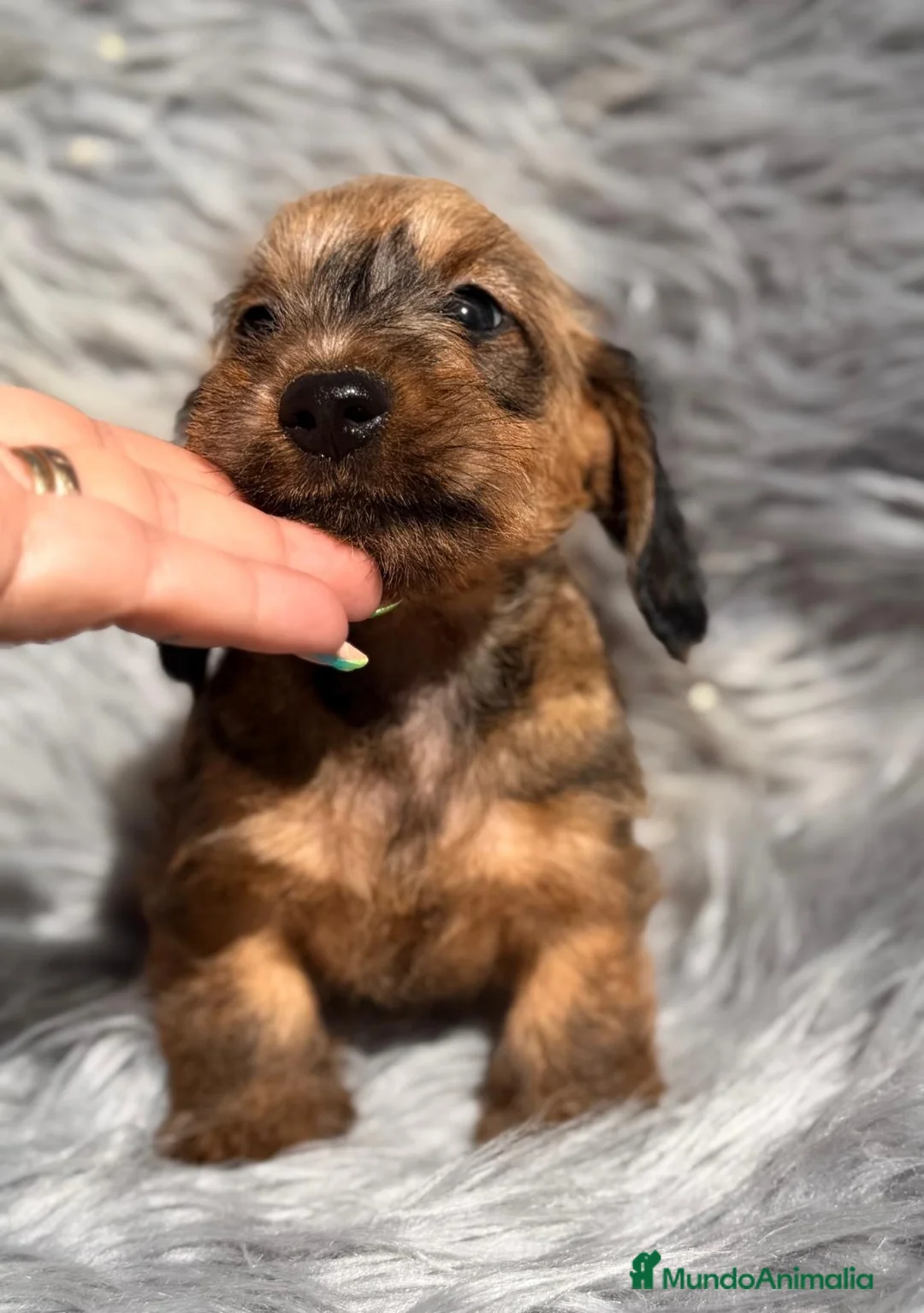 Teckel Miniatura perros en venta: TECKEL HOJA SECA PAPÁS KANINCHEN - Anuncio 1