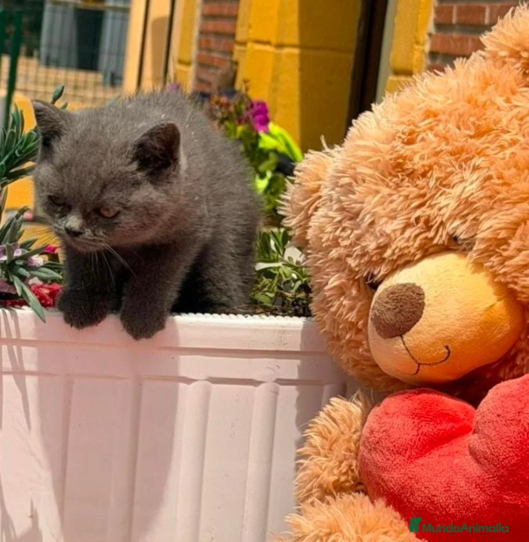 Británico de Pelo Corto gatos en venta: British hembra - Anuncio 6