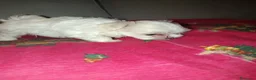 Bichón Maltés perros en venta: Bichon maltés  - Anuncio 2