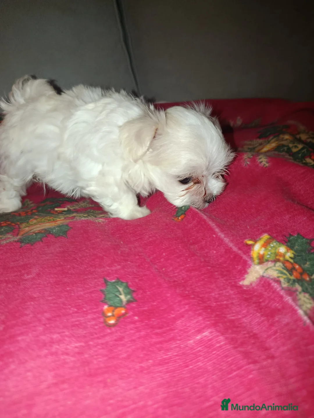 Bichón Maltés perros en venta: Bichon maltés  - Anuncio 2