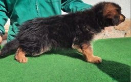 Pastor Alemán perros en venta: Pastores alemanes  - Imagen 8