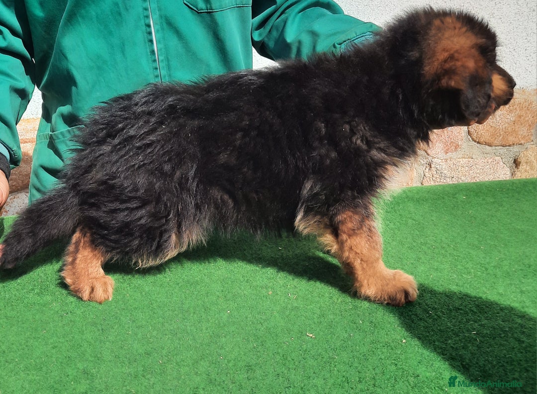 Pastor Alemán perros en venta: Pastores alemanes  - Imagen 8