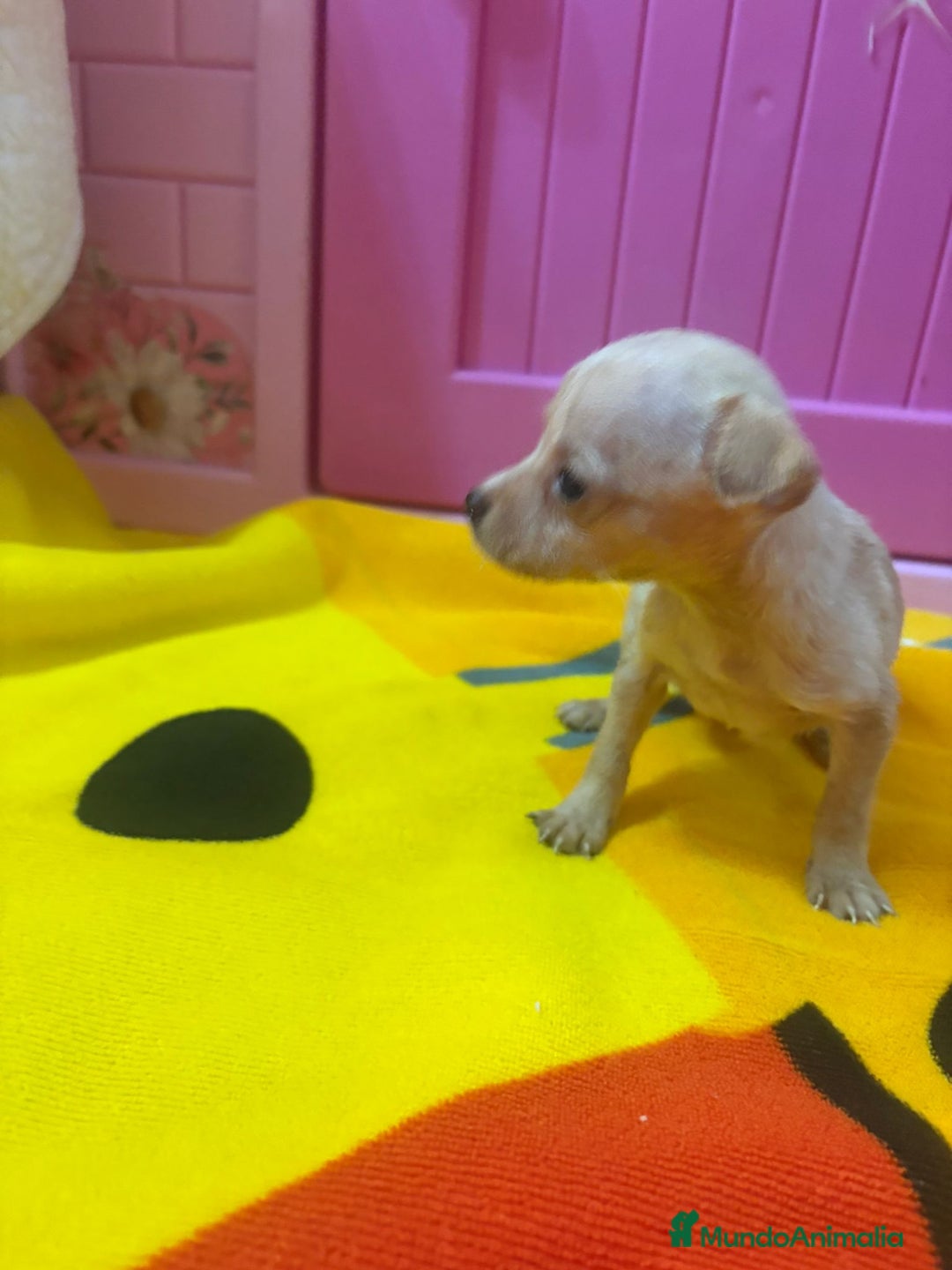 Ratón de Praga perros en venta: Ratón de Praga  - Imagen 20