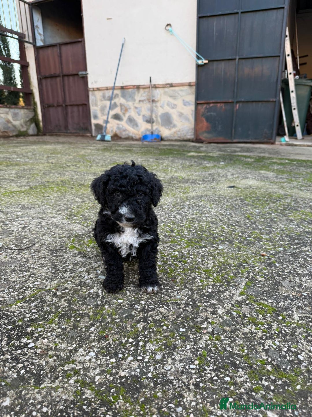 Perro de Agua Español perros en venta: PERRO DE AGUA  - Anuncio 1