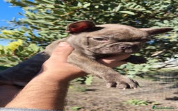 Bulldog Francés perros en venta: Bulldog Francés hembra calidad  - Anuncio 7