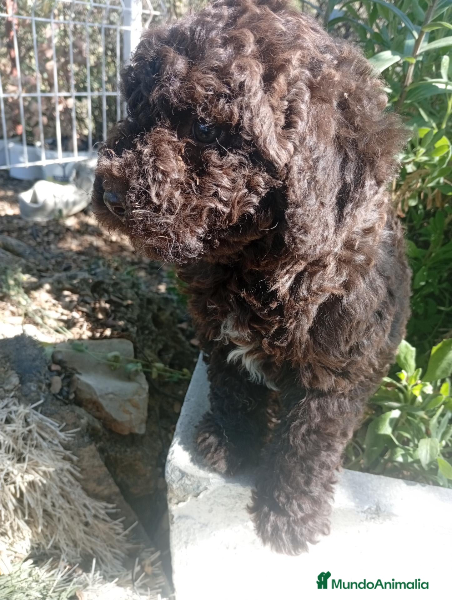 Perro de Agua Español perros PERRO DE AGUA ESPAÑOL - Anuncio 1