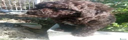 Perro de Agua Español perros en venta: PERRO DE AGUA ESPAÑOL en Cádiz - Anuncio 1