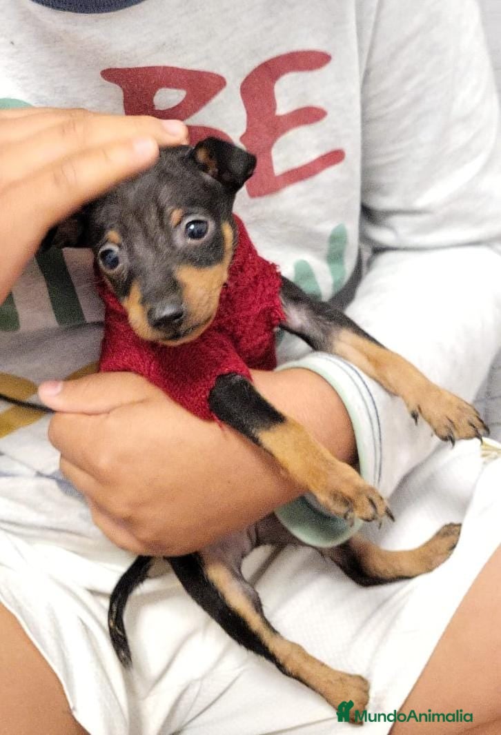 Pinscher Miniatura perros Pincher miniatura en Badajoz - Anuncio 19