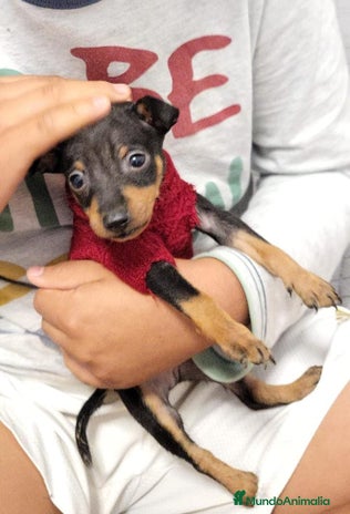 Pinscher Miniatura perros en Badajoz - Anuncio 8