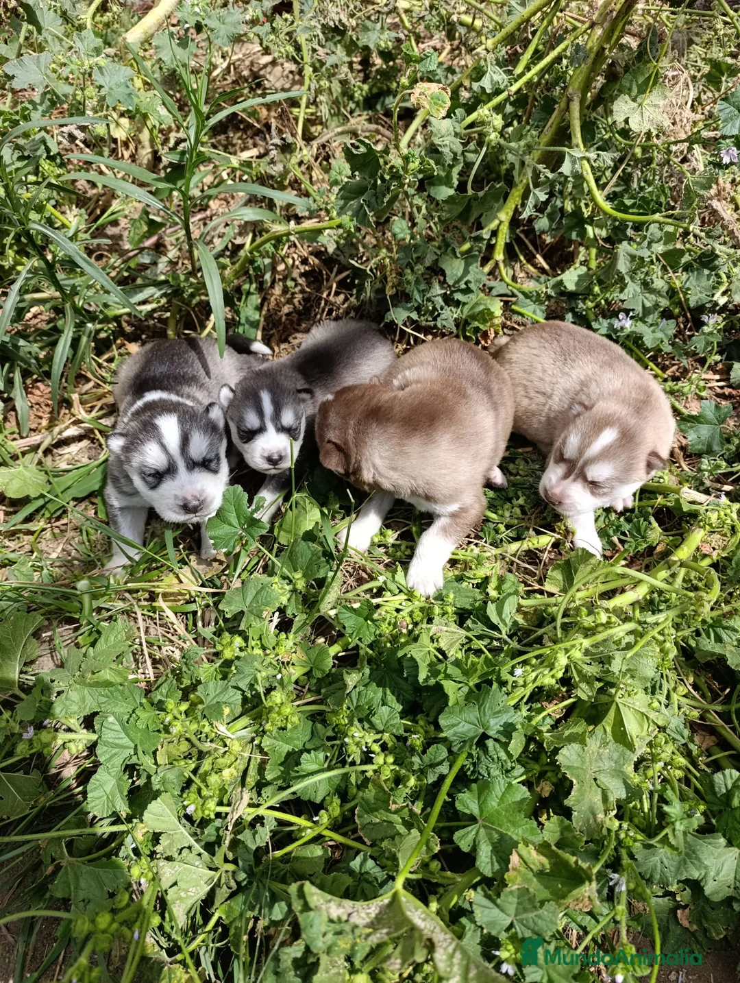 Husky Siberiano perros en venta: HUSKY - Anuncio 8
