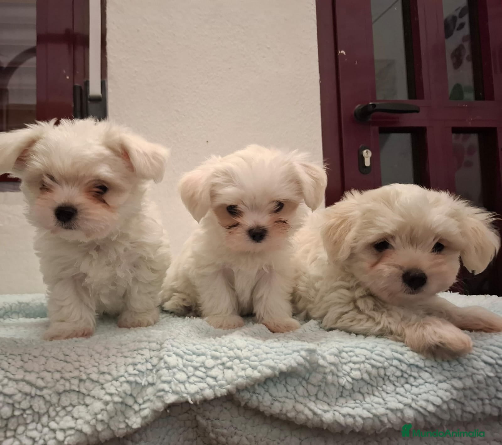 Bichón Maltés perros BICHON MALTES MACHO EXCLUSIVO  - Anuncio 2