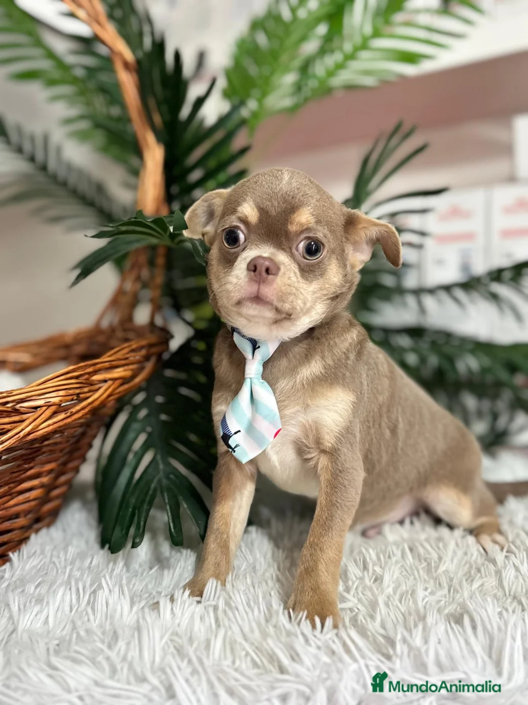 Chihuahua perros en venta: CHIHUAHUA ADULTO - Anuncio 8