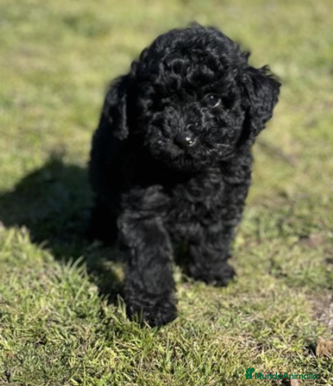 Caniche Toy perros Caniche negro - Anuncio 1