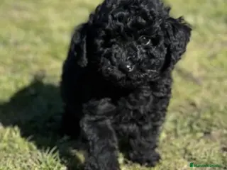 Caniche Toy perros Caniche negro - Anuncio 1