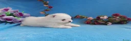 Pomerania perros en venta: IMPRESIONANTES POMERANIA MACHOS Y HEMBRAS  - Anuncio 29
