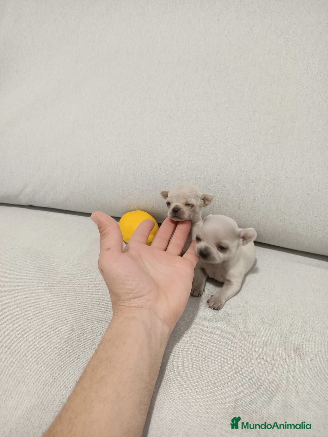 Chihuahua perros en venta: Chihuahua  - Imagen 3