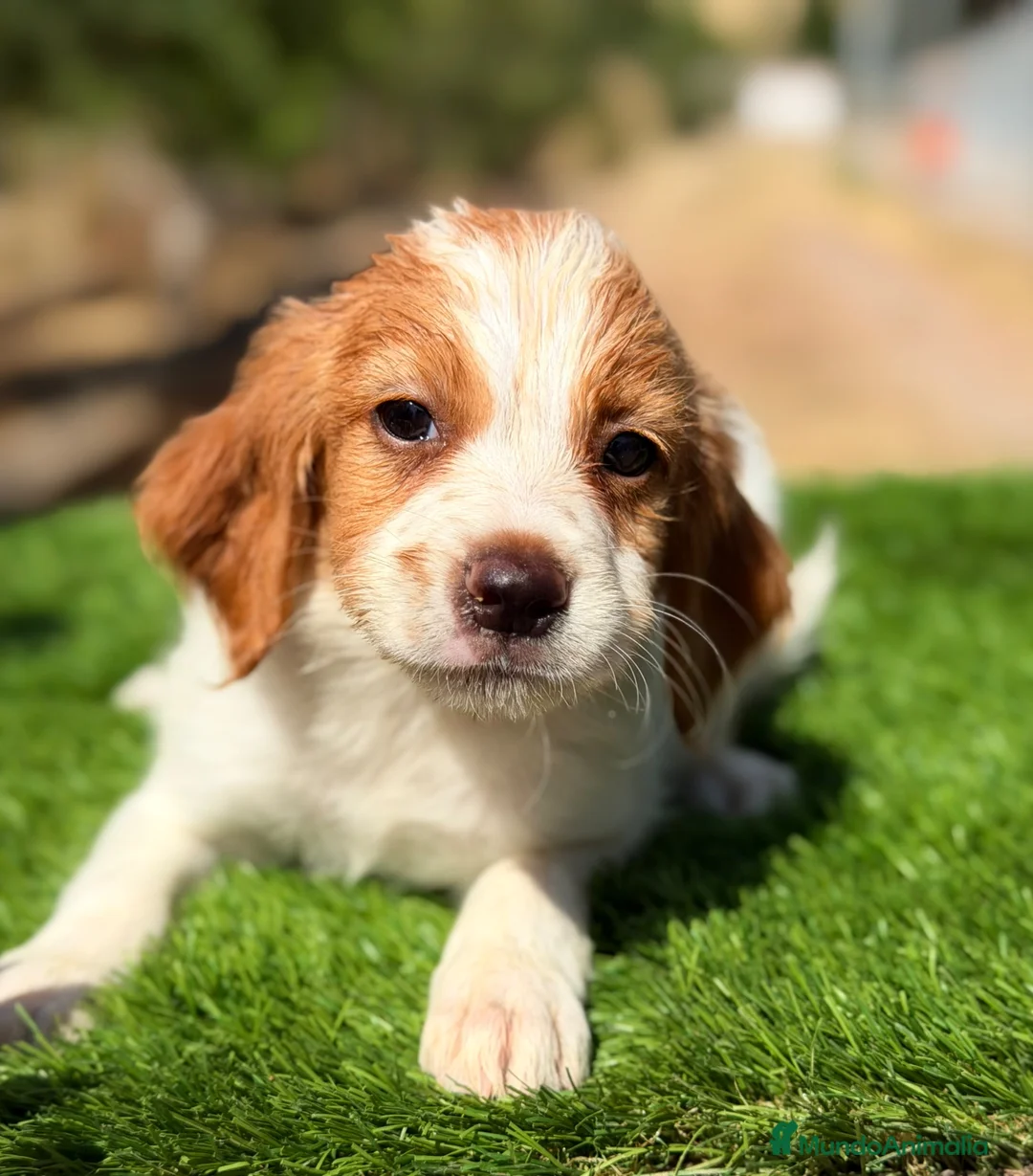 Épagneul Breton perros en venta: Breton hembra  - Anuncio 2