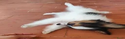 Papillon perros en venta: Hembras de papillon - Anuncio 6