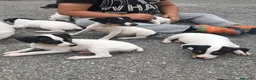 Ratonero Bodeguero Andaluz perros en venta: Preciosa camada de bodeguero  - Anuncio 6
