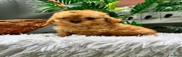 Caniche Toy perros en venta: CANICHE TOY - Anuncio 3
