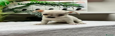 Chihuahua 1