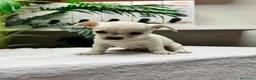 Chihuahua perros en venta: CHIHUAHUA-MACHO - Anuncio 2
