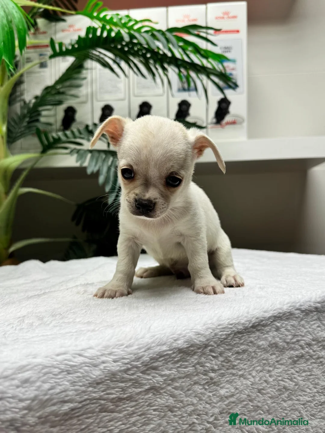 Chihuahua perros en venta: CHIHUAHUA-MACHO - Anuncio 2