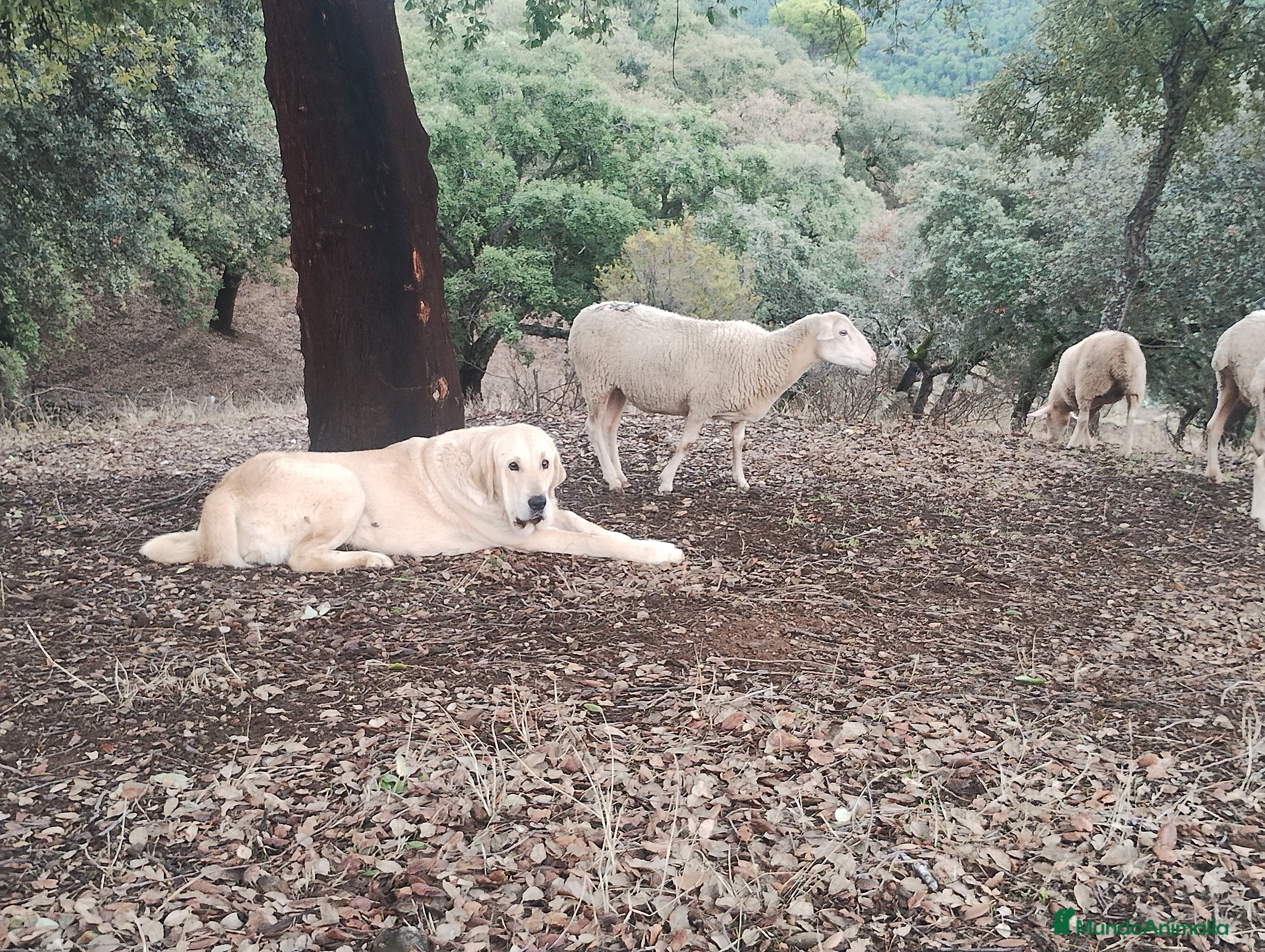 Mastín Español perros Camada de mastin español  - Anuncio 1