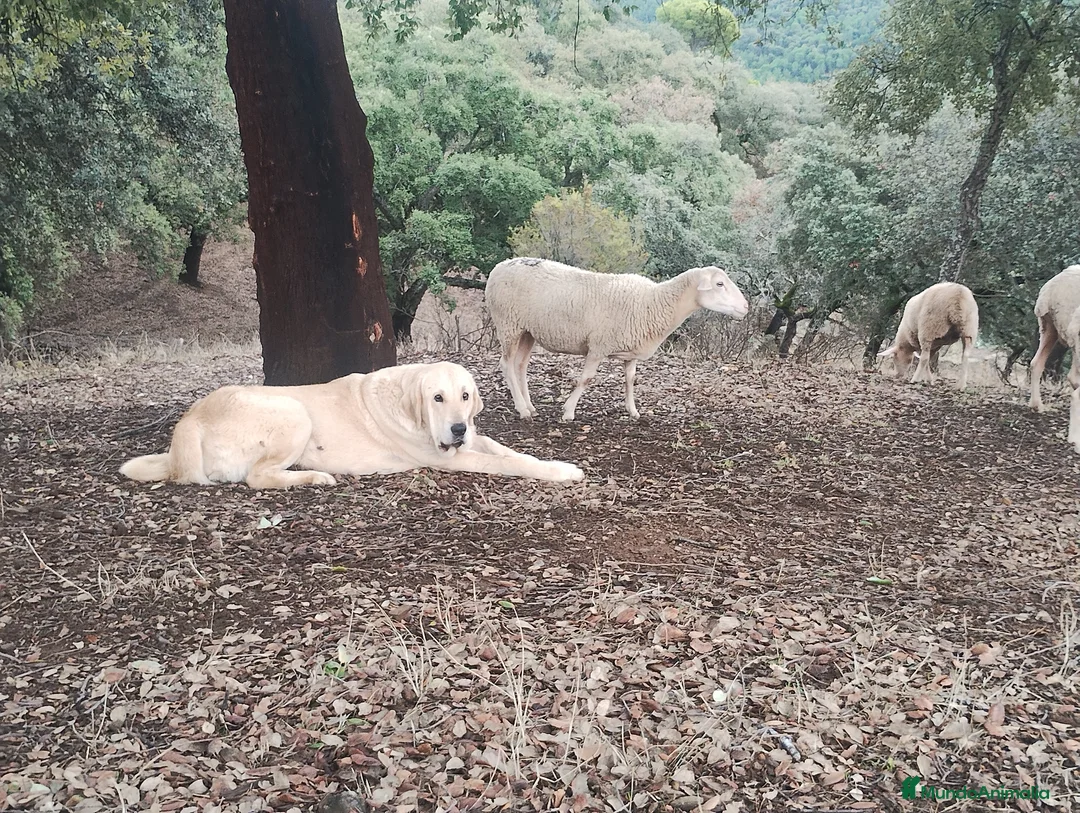 Mastín Español perros en venta: Camada de mastin español  - Anuncio 1