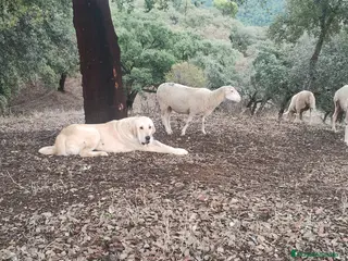 Mastín Español perros Camada de mastin español - Anuncio 1