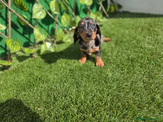 Teckel Miniatura perros TECKEL MINIATURA ARLEQUIN PLATA - Anuncio 2