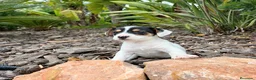 Jack Russell Terrier perros en venta: JACK RUSSELL - Anuncio 5