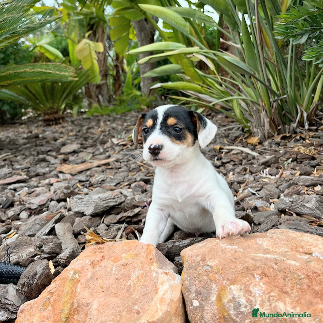 Jack Russell Terrier perros en venta: JACK RUSSELL - Anuncio 5