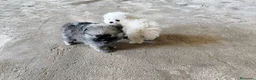 Pomerania perros en venta: POMERANIAS LINDOS MACHITOS - Anuncio 3