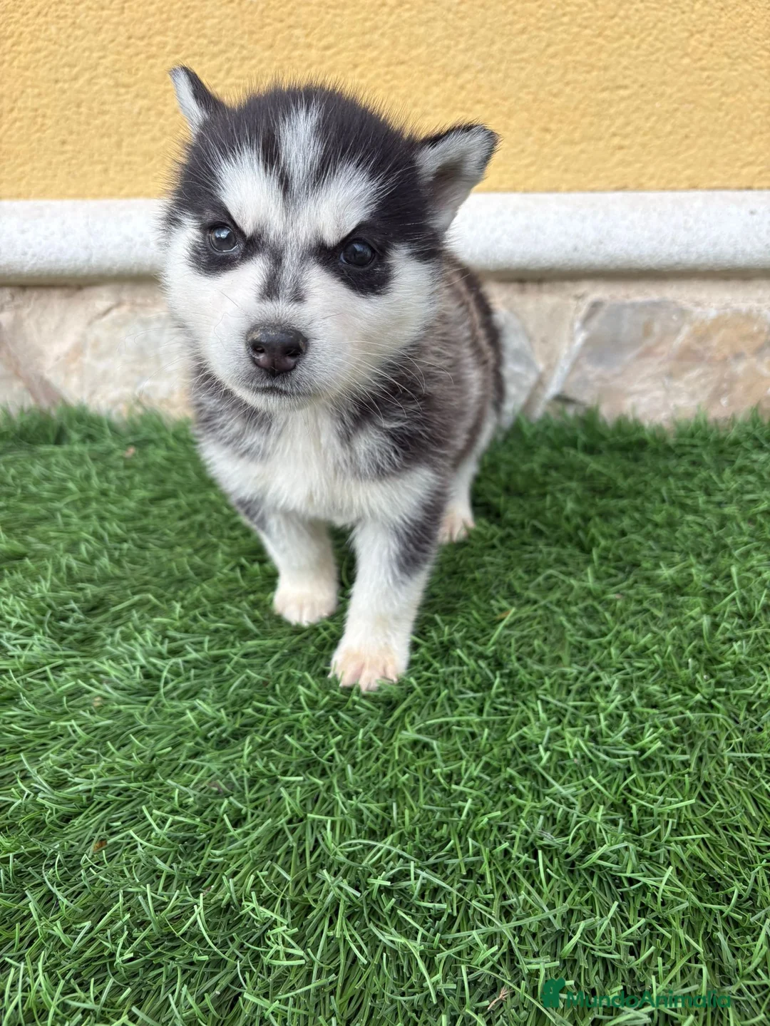 Husky Siberiano perros en venta: Husky siberiano hembra  - Anuncio 13
