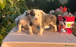 Border Collie perros en venta: Border collie merle y bicolor chocolate  - Imagen 1