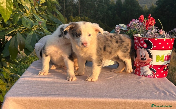Border Collie perros - Anuncio 2