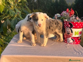 Border Collie perros - Anuncio 2