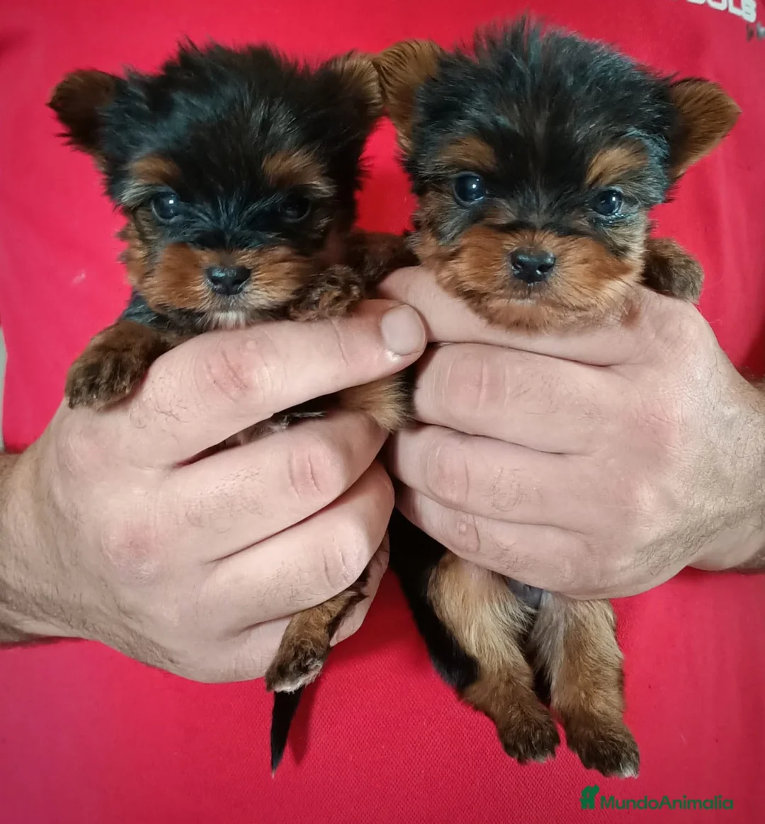 Yorkshire Terrier perros en venta: Yorkshire bebés preciosos  en Barcelona - Anuncio 3