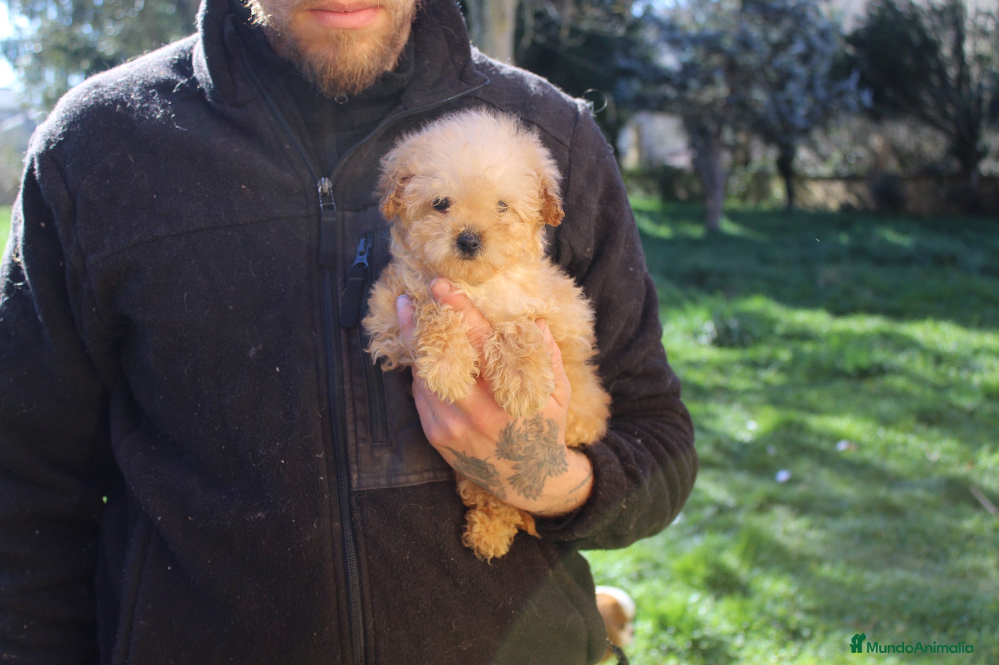 Caniche Toy perros Caniche toy hembra apricot  - Anuncio 27