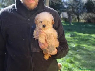 Caniche Toy perros Caniche toy hembra apricot - Anuncio 27