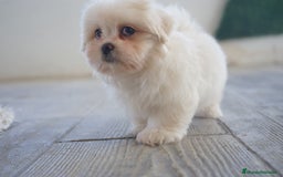 Maltipoo perros en venta: 🐾 Snow – Maltipoo macho blanco marfil 🐾 - Imagen 3