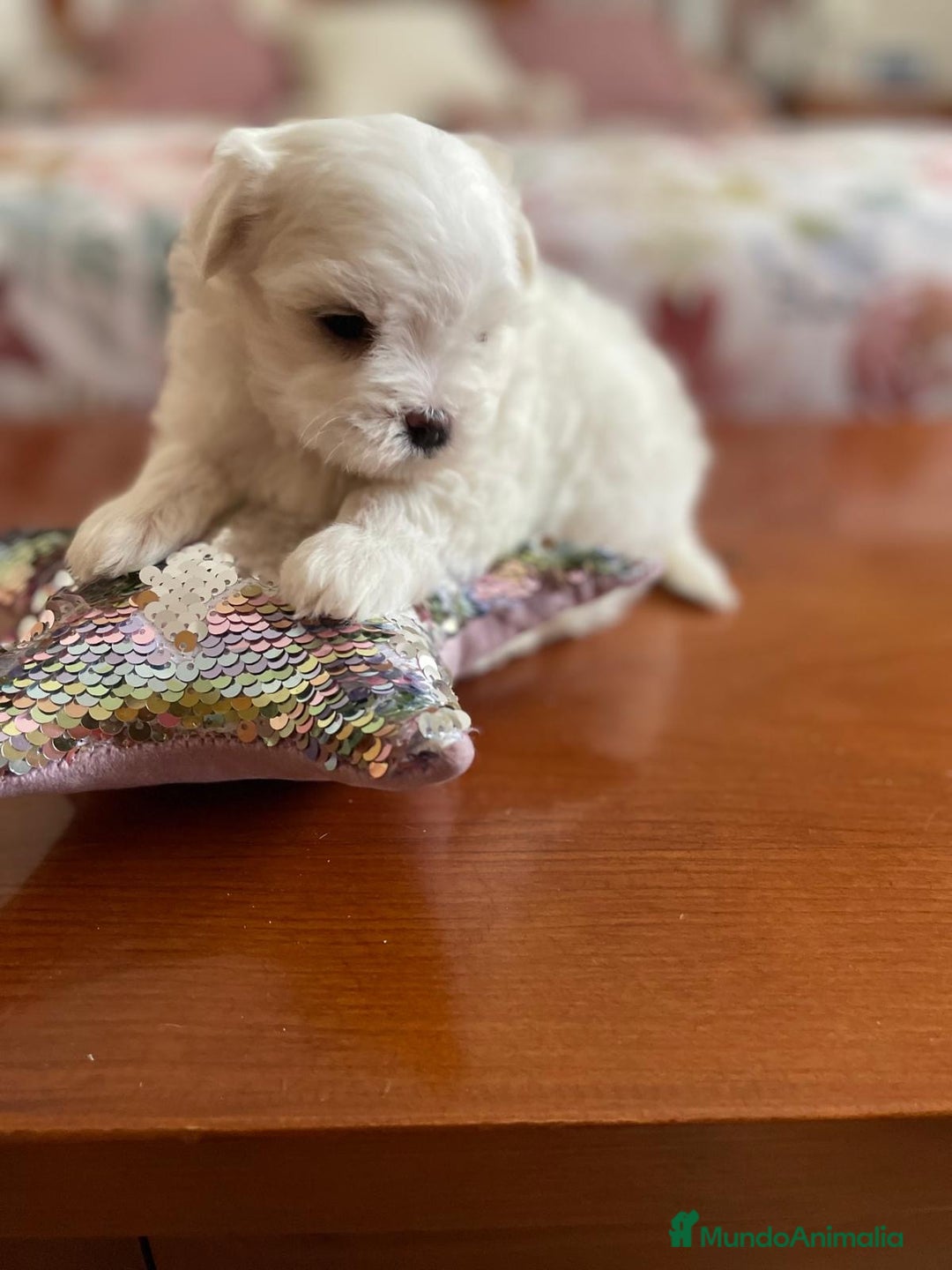 Bichón Maltés perros en venta: Bichon Maltés hembra y macho  - Imagen 9