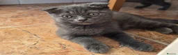 Británico de Pelo Corto gatos en venta: Maravillosos scottich fold y Brittich - Anuncio 5