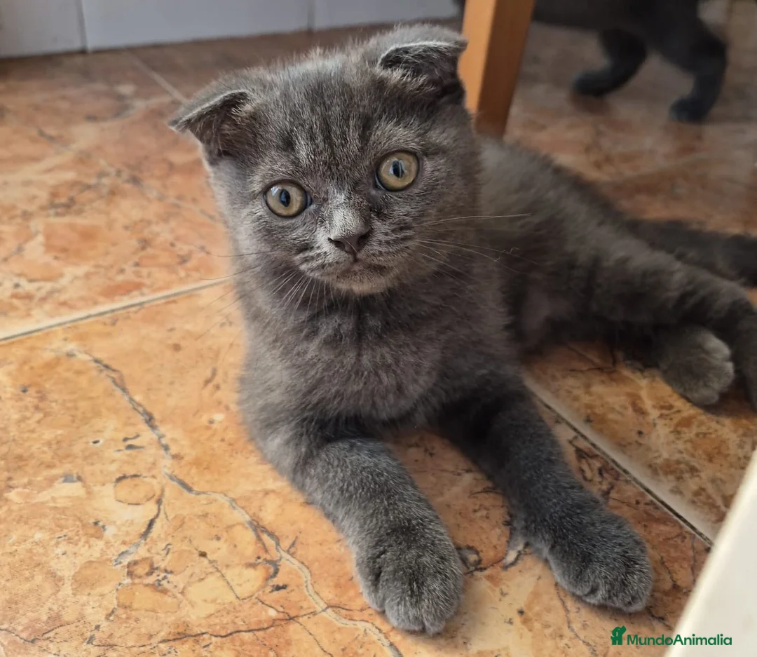 Británico de Pelo Corto gatos en venta: Maravillosos scottich fold y Brittich - Anuncio 5