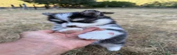 Pomsky perros en venta: Pomsky F4 - Anuncio 4