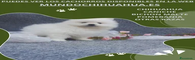Pomerania Cachorro 10
