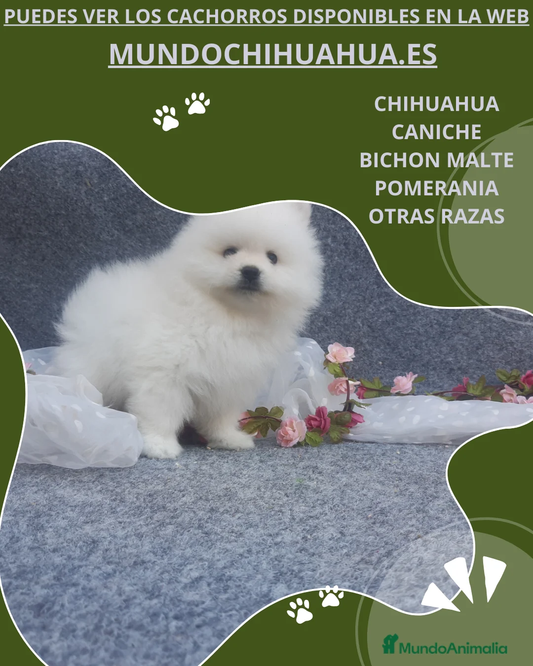 Pomerania perros en venta: PRECIOSO CACHORITO DE POMERANIA  - Anuncio 2