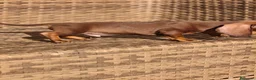 Teckel Miniatura perros en venta: Teckel Mini chocolate hembra y macho  - Anuncio 5